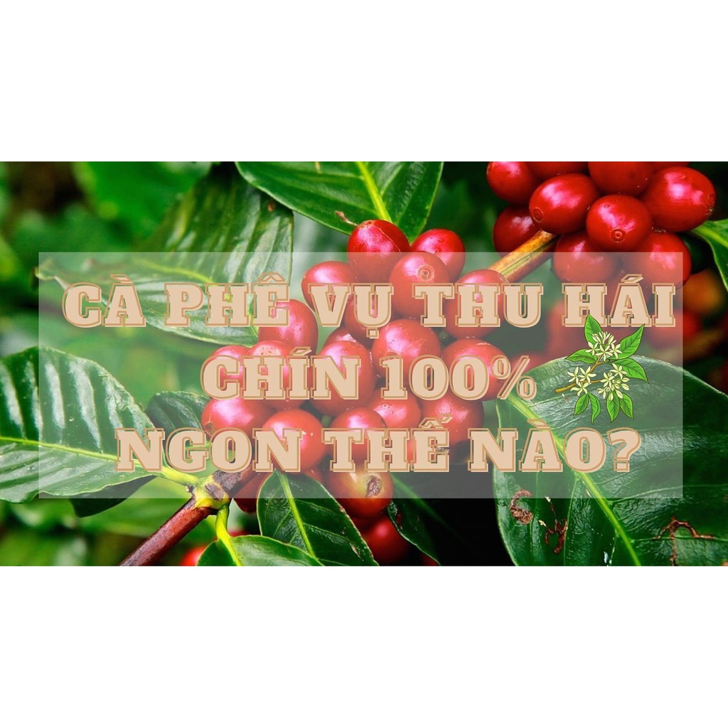 |THW GROUP| Cà Phê Arabica Thổ Dân 500G (Tặng 1 Phin Nhôm khi mua từ 2 SP)