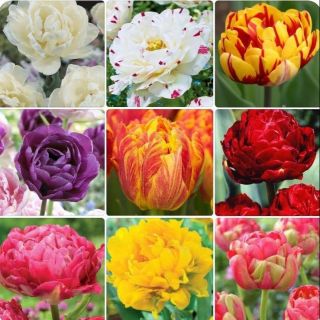Combo 10 củ giống hoa tulip kép 9 màu y hình size 14-15 cm 1 củ