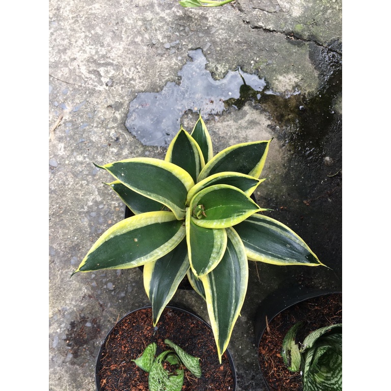 Cây lưỡi mèo