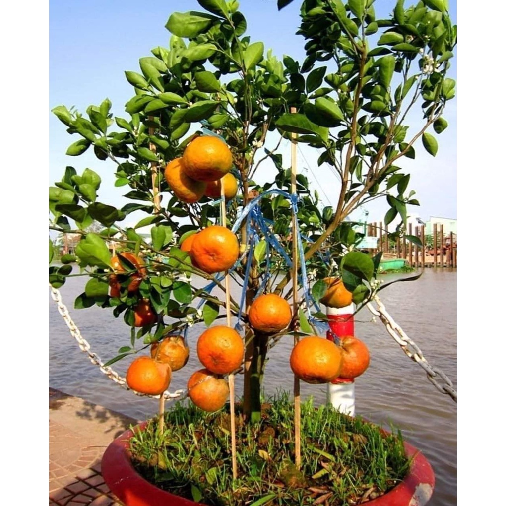 Cây giống Quýt Mỹ lùn (siêu trái trồng chậu)
