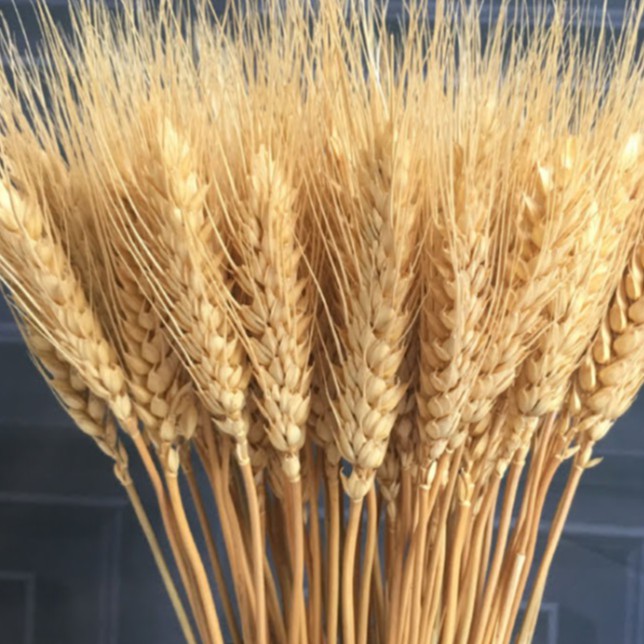 Bông lúa mạch / rơm vàng phụ kiện trang trí chụp ảnh, cành lúa mạch hoa khô cắm bình, lọ decor