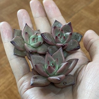 Sen đá đế vương gieo hạt. size bầu.