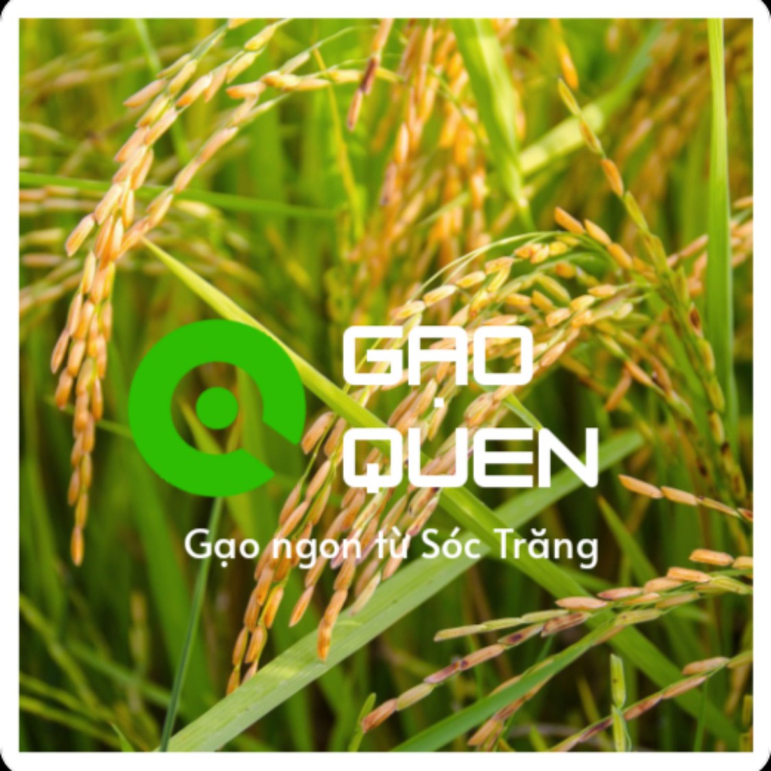 Gạo Quen