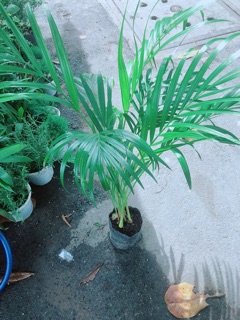 Cây Cau Kiểng