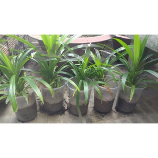 Cây lá dứa/ lá nếp giống