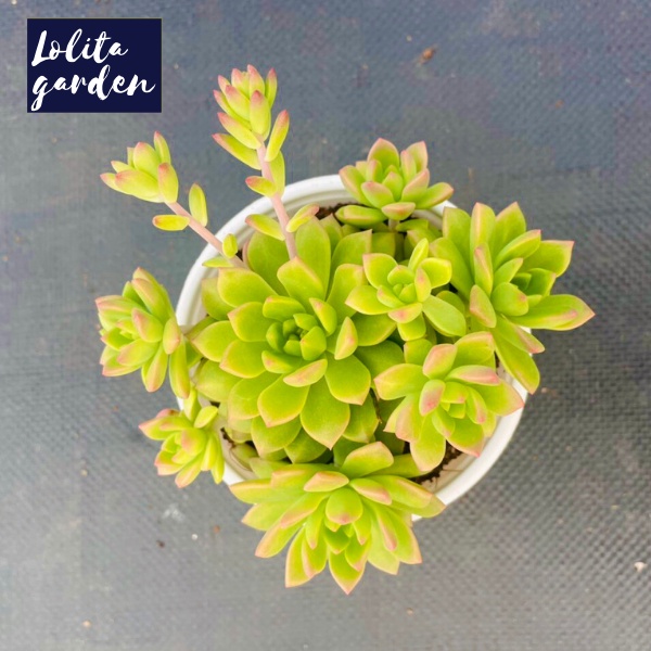 Sen đá mặt trời Đà Lạt size trung bình cây cảnh trang trí nhà cửa Lolita garden