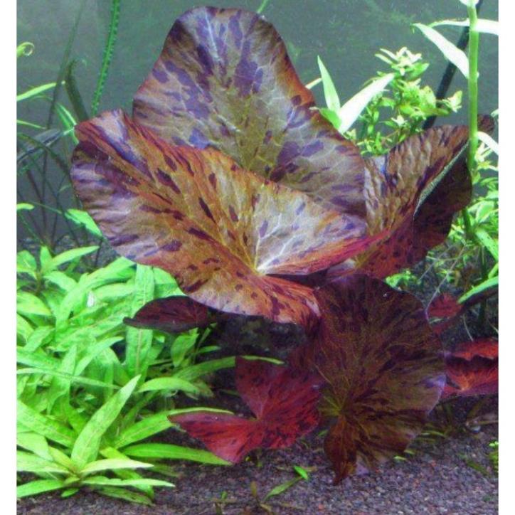 Cây thủy sinh sen tiger