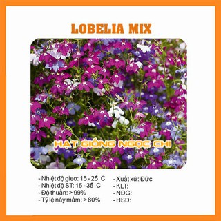 Hạt Giống Hoa Lobelia Mix - 100 Hạt