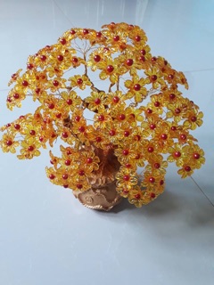 Cây kim tiền( thần tài)