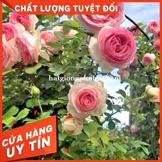 HẠT GIỐNG HOA HỒNG LEO PHÁP- Còn hàng