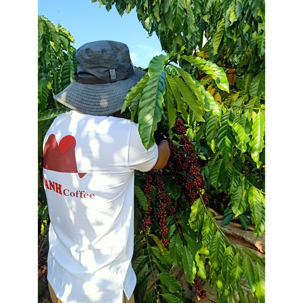 Cà phê - 1kg Rang mộc mix  80% Robusta honey, 20% Arabica Cầu Đất - Cà phê sạch Lâm Đồng - cà phê MYANH