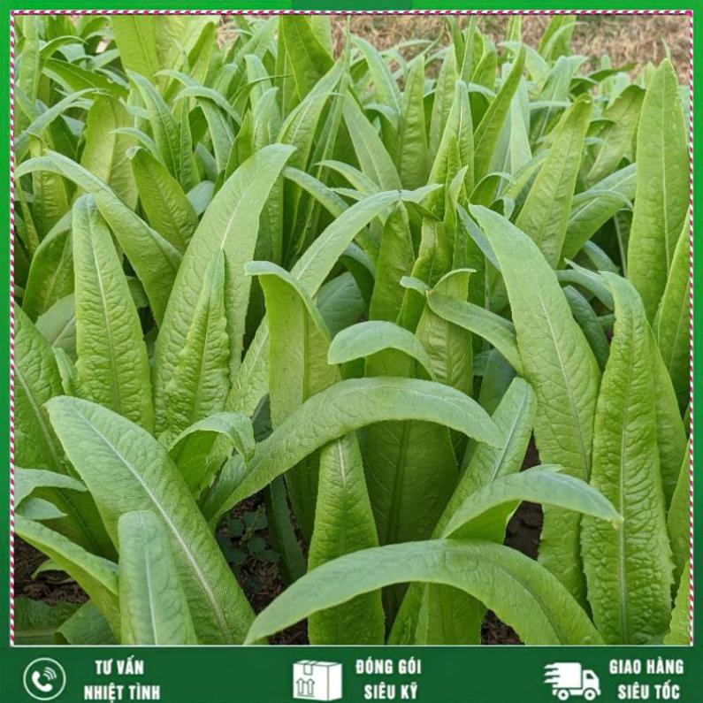 Phân ATONIK Nhật Bản kích thích phát triển cây trồng, Hoa hồng, hoa cúc, hoa lan, rau màu Nhất Việt