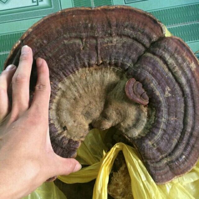 Sỉ giá gốc nấm linh chi rừng 500g - 1kg