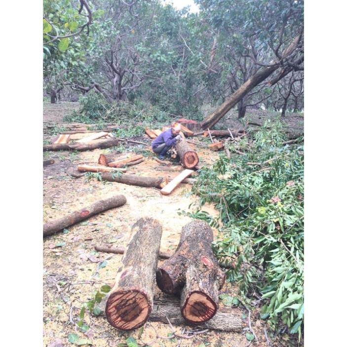 Máy cưa xích chạy xăng Kamatsu KM6800 hàng chính hãng