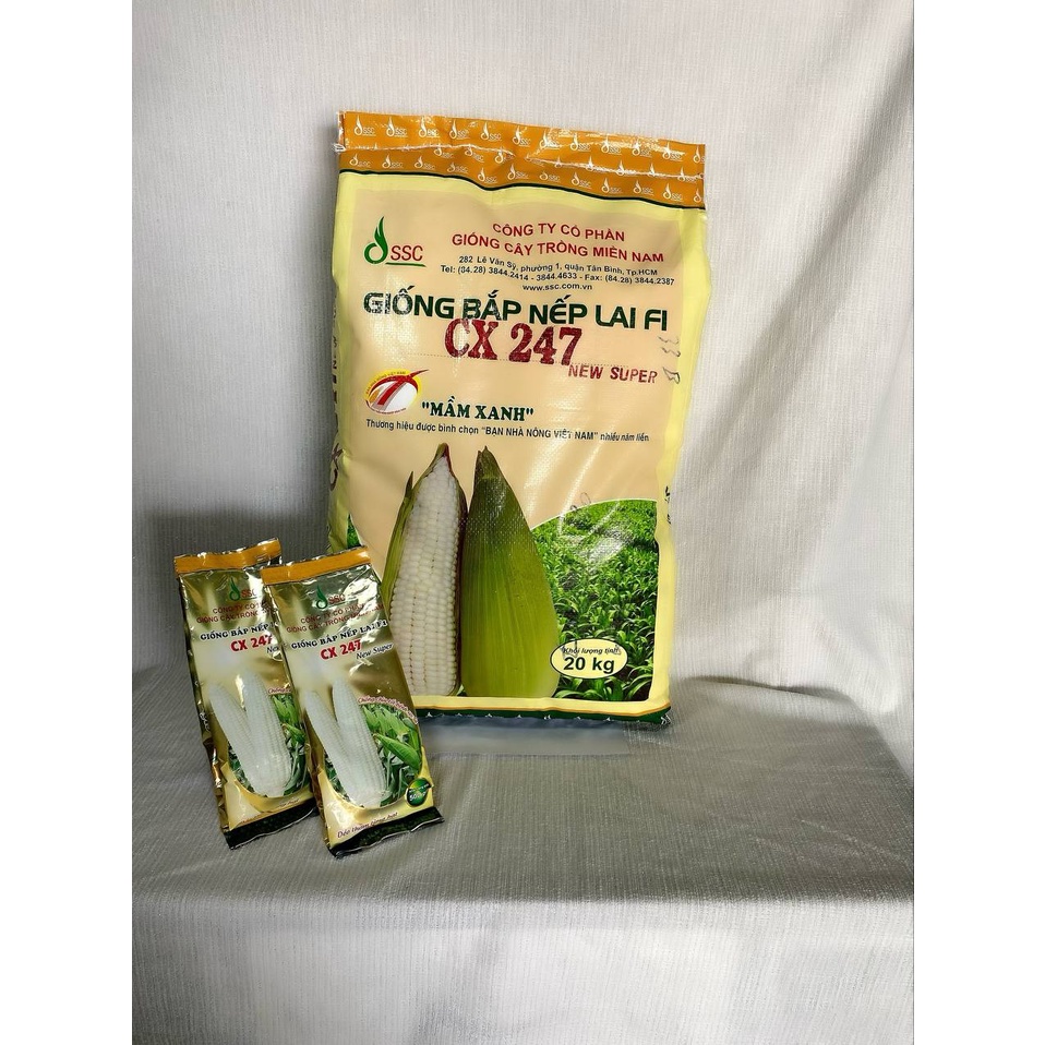 GIỐNG BẮP NẾP LAI F1 " CX 247" 500g