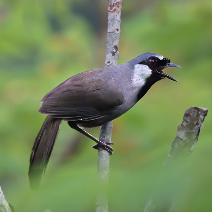 Cám chim cảnh cao cấp Phú Vinh - Hạt công trùng giúp chim khỏe mạnh, căng lửa (Họa mi, Chích chòe, Chào mào, Vành khuyên