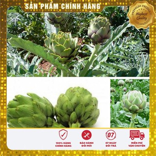 4 Hạt giống Atiso xanh (tặng gói Kích nẩy mầm và Hướng dẫn) VIETSEED