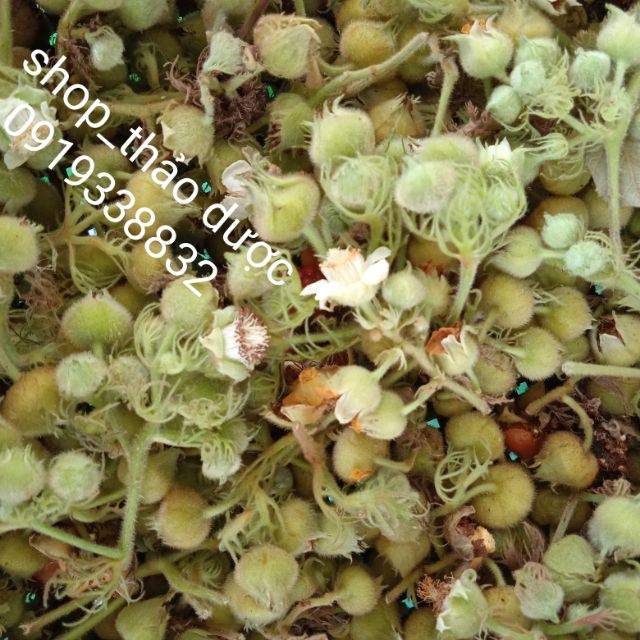 Shop_Thảo Dược