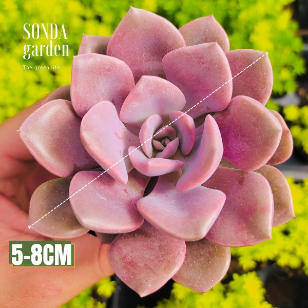 Sen đá hồng hoa SONDA GARDEN size bé 5-8cm, xuất xứ Đà Lạt, khoẻ đẹp, lỗi 1 đổi 1