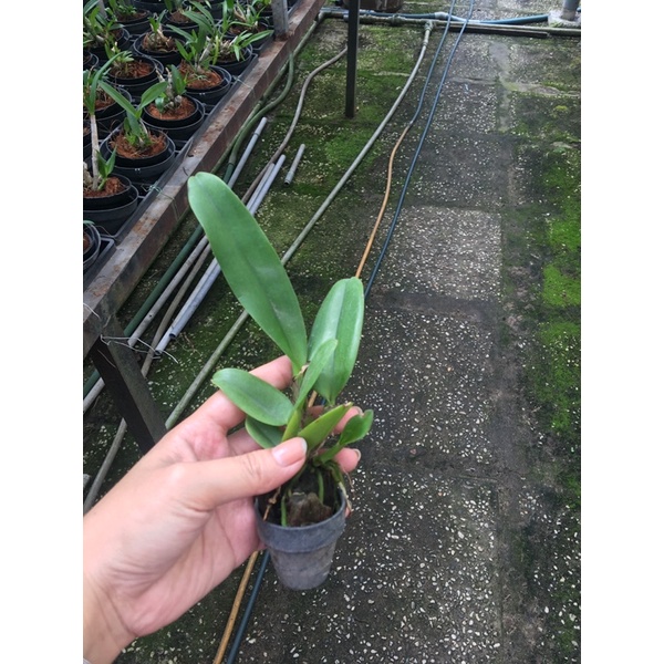 TNX24 - Lan Cattleya Mini Hoa Chùm - Nell Hammer - Cây Con