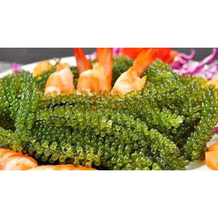 Rong nho tách nước khánh hòa 25gr | BigBuy360 - bigbuy360.vn