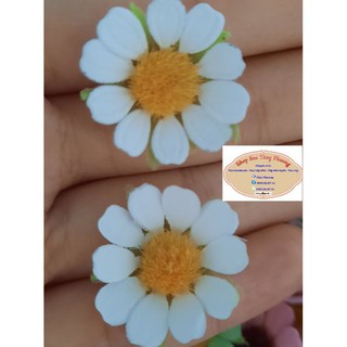 set 50 đầu bông hoa cúc tana