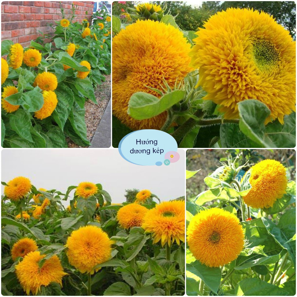 Hạt Giống Hoa Hướng Dương Kép