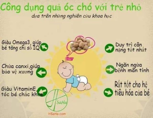 NHÂN ÓC CHÓ NẾP