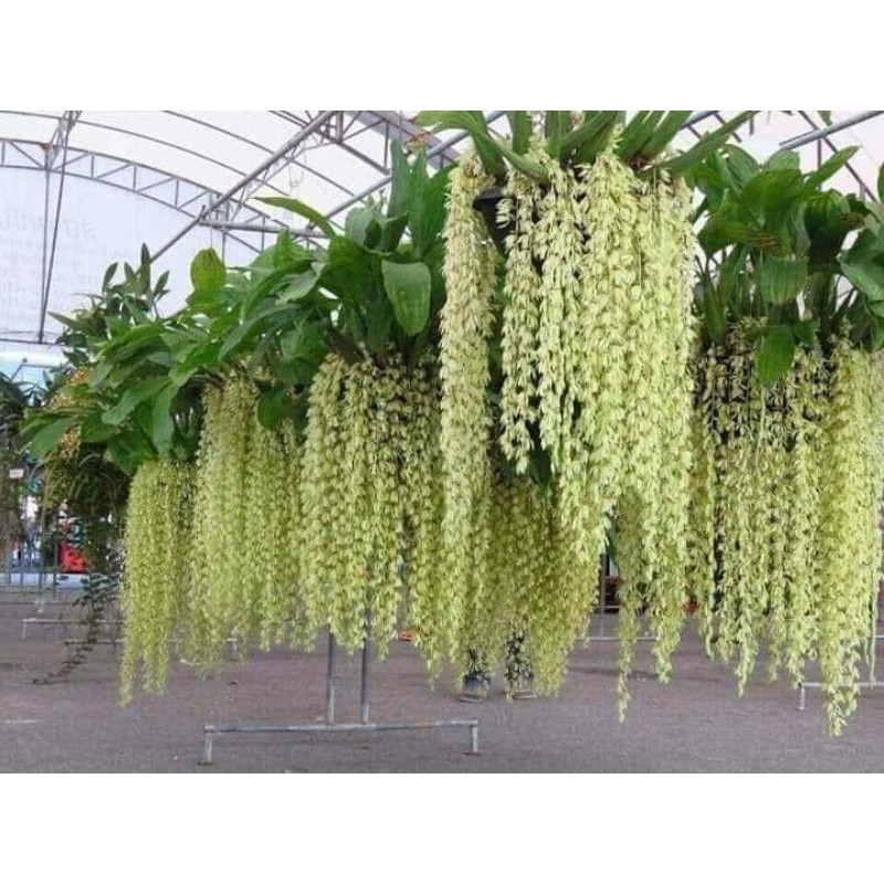 Lan Thanh đạm in đô  - Hoa thơm