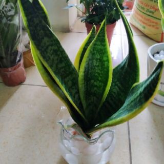 Cây lưỡi hổ thủy sinh