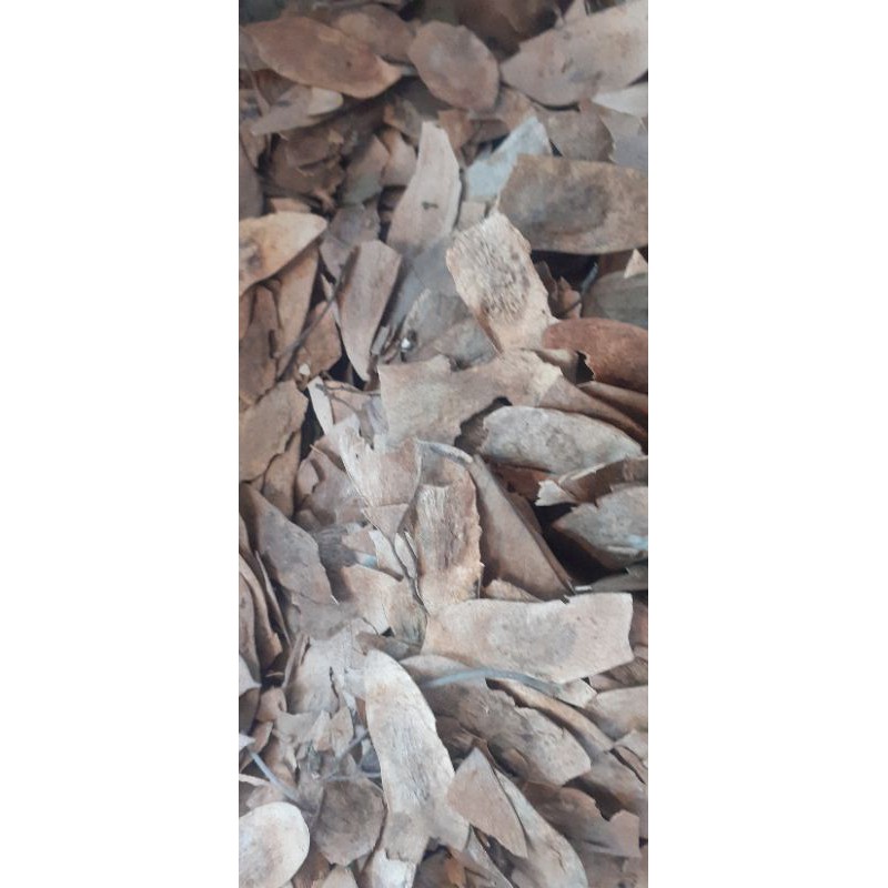 500gram sưa đỏ giống
