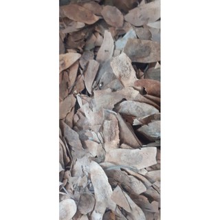 500gram sưa đỏ giống