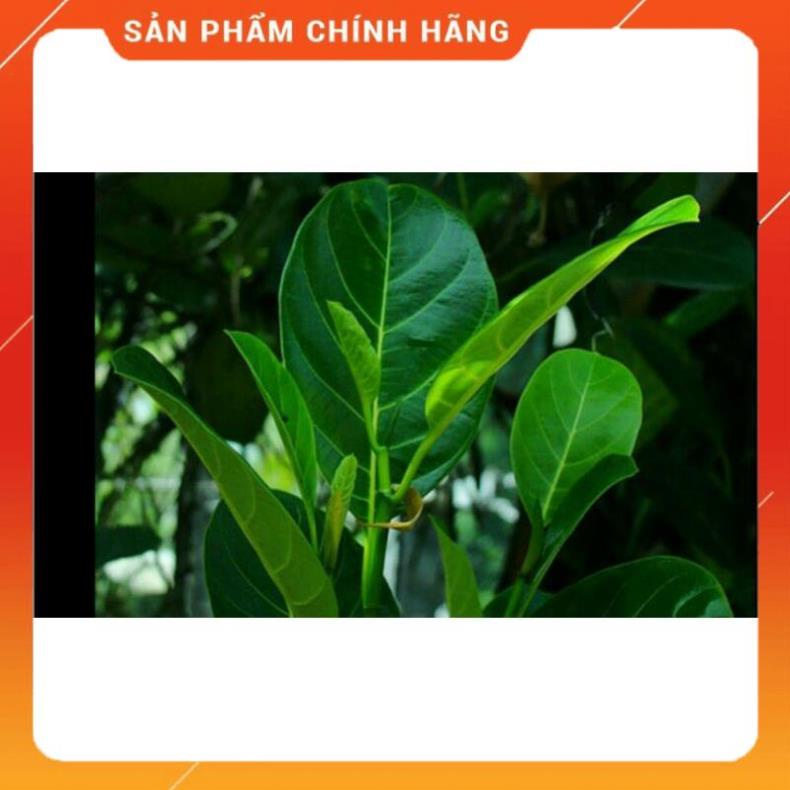 Phân bón lá npk 33-11-11+te gói 250gr và hộp 1kg siêu vọt đọt tạo đọt phát lộc đầm chồi phóng đọt mạnh