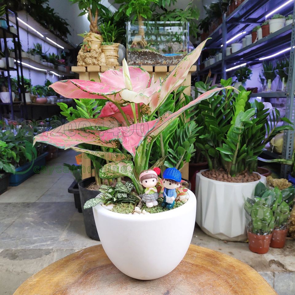 Chậu bát trồng cây cảnh để bàn đẹp, chậu trồng cây mini phong thủy | Shopee  Việt Nam