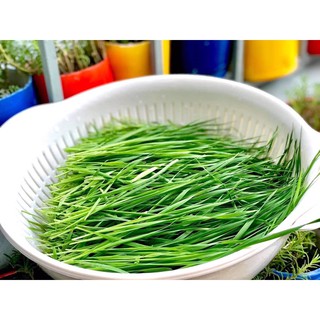 100gr bột cỏ lúa mì sấy lạnh nguyên chất