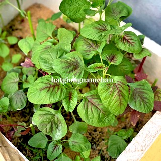 20GR - HẠT GIỐNG RAU  DỀN
