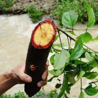 Cây cỏ máu khô 1kg