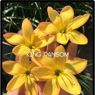 Củ huệ mưa ngoại King Ransom bảo hành đến khi nở đúng màu