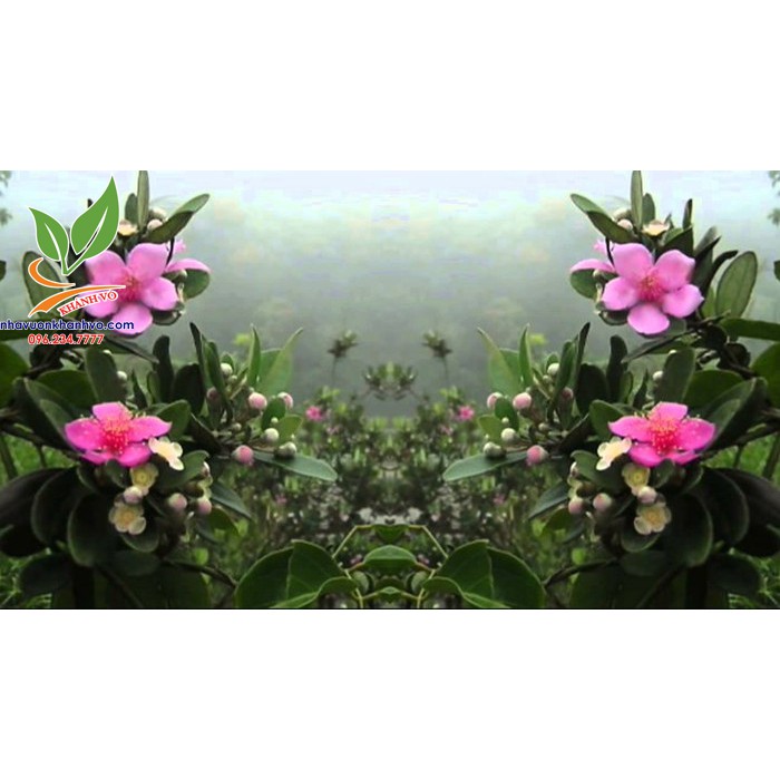 cây sim rừng sắp ra bông ra trái