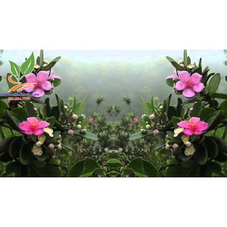 cây sim rừng sắp ra bông ra trái