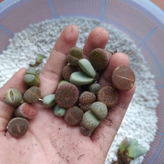 Sen lithops lẻ (sen mông)