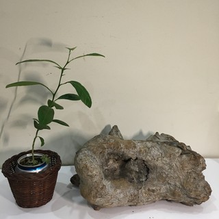 Nu lũa cảnh, gỗ lũa bon sai, tiểu cảnh, bán cạn