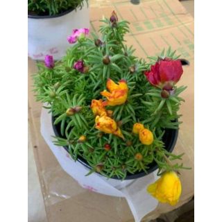 Chậu hoa mười giờ Mĩ kép đã Mix màu