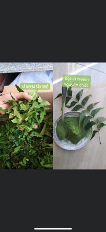 Lá neem khô