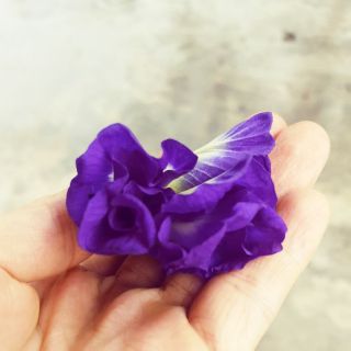 Hạt giống hoa đậu biếc