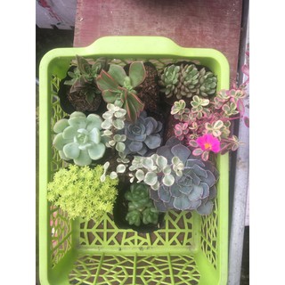 Combo 100k sen đá( 10cây 3-8cm)