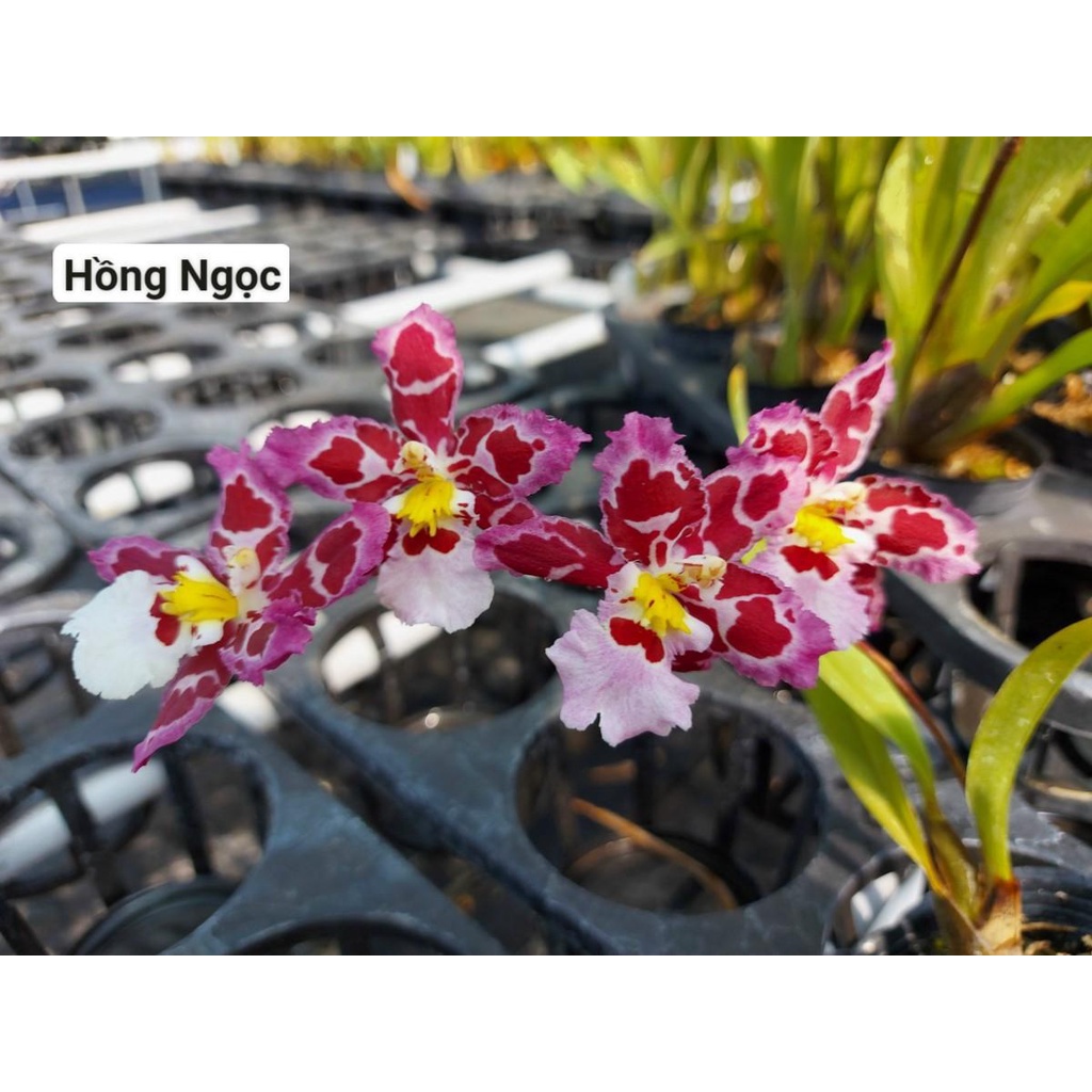 phong lan vũ nữ tuyết ngọc hàng đài loan trưởng thành sắp ra hoa