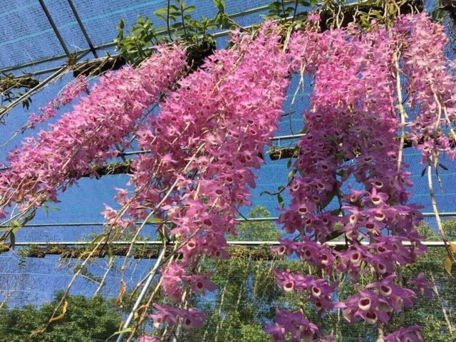 Lan Phi Điệp giã hạc Pháp