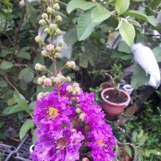 Cây bằng lăng thái lùn- Trang trí sân vườn- Decor-Phong thuỷ-Cây hoa kiểng Đồng Tháp