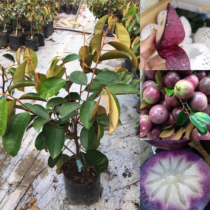 Cây Vú sữa mica